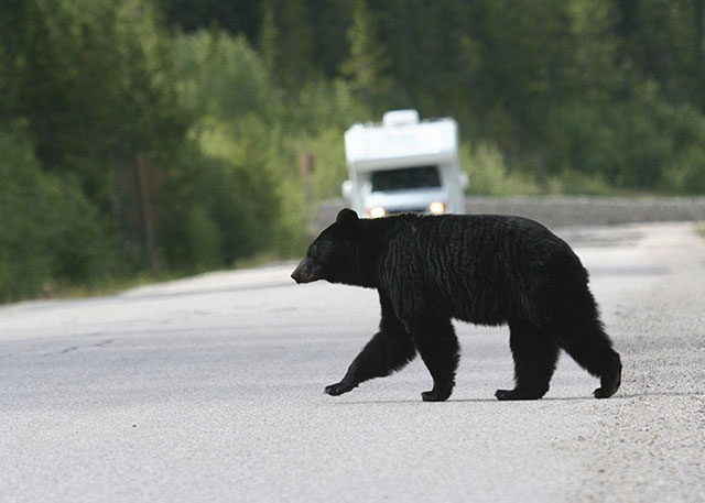 UBCO researchers identify best strategy to reduce human-bear conflict