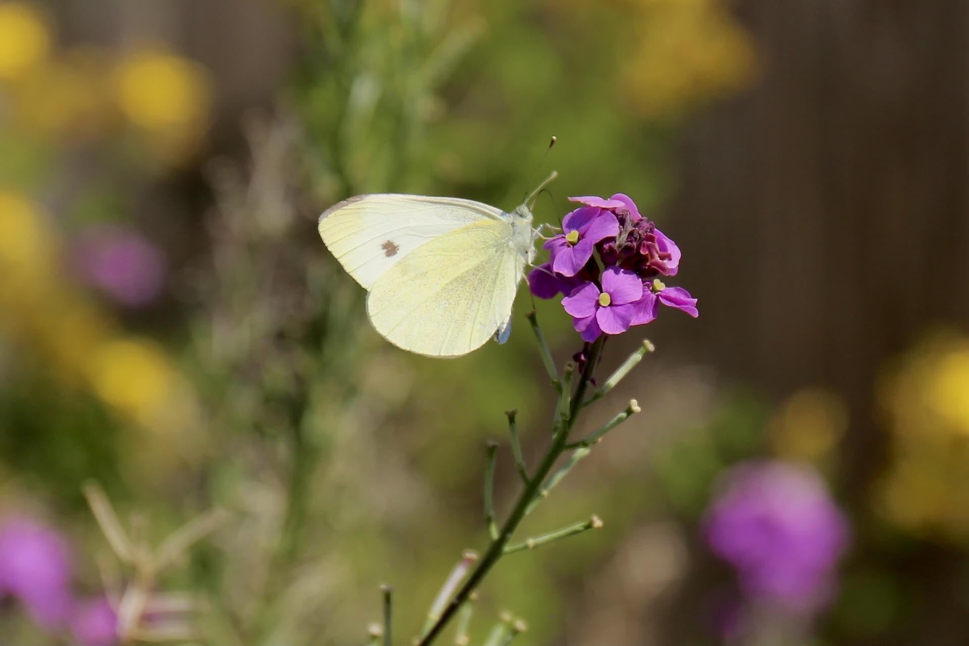 The mystery of the missing butterflies in Vancouver | UBC Today