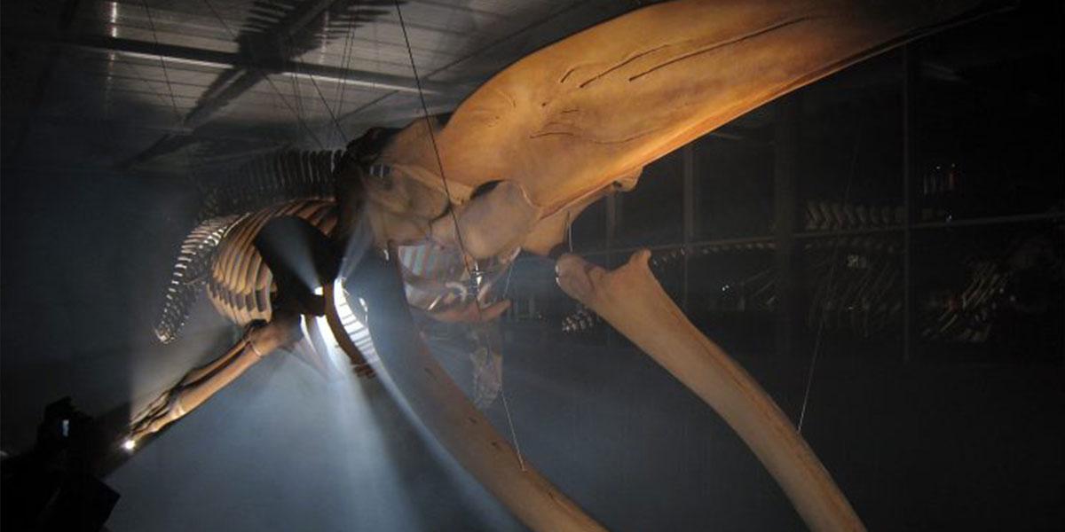 Skeleton staff: curating the big blue whale | UBC Today