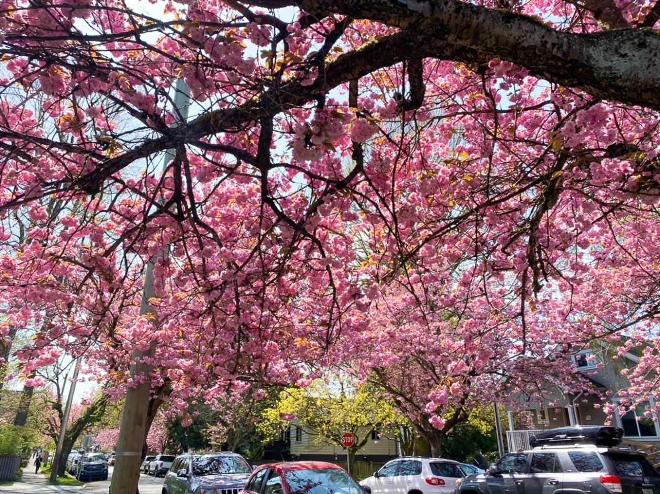 View the second round of spring-inspired blossoms from faculty and ...