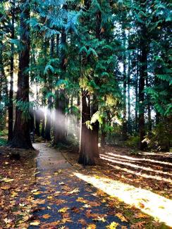 Autumn Rays in the Place of Many Trees