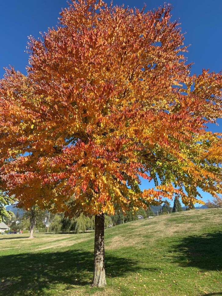 Colourful trees show us how beautiful it is to let things go.