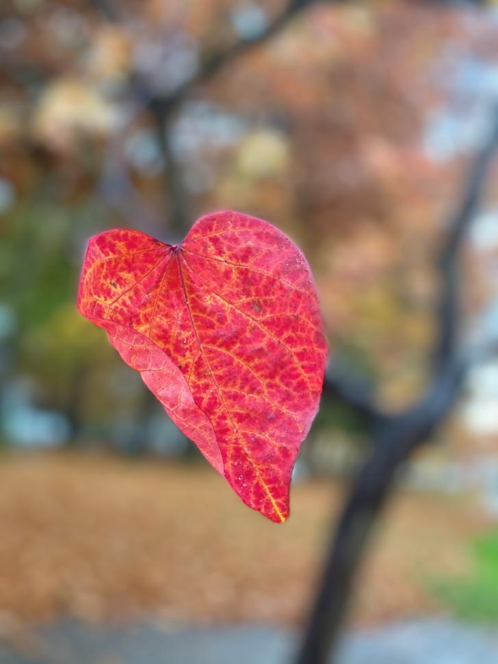 Red leaf