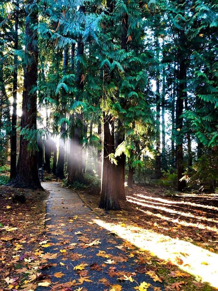 Autumn Rays in the Place of Many Trees