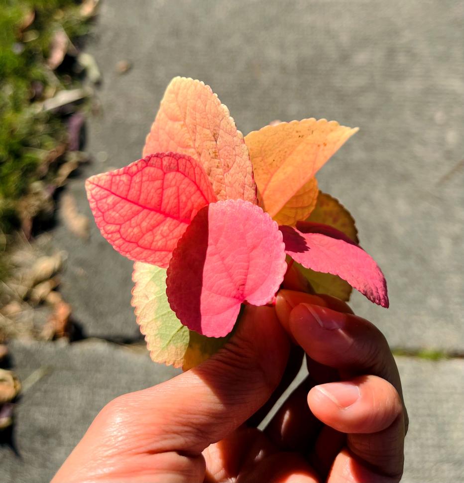 Leaves as flower