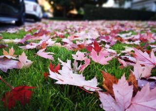 Fall photo