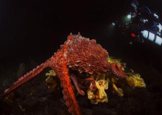 See wildlife photos from faculty and staff UBC Today