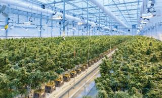 Cannabis growing
