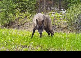 Wolf in the wild