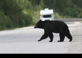 Black bear crossing the street