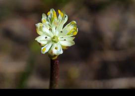 Flower of Triantha occidentalis