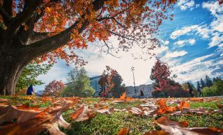 Fall leaves