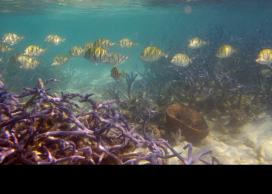 Coral reefs