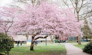 Cherry blossoms at UBCV