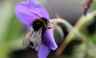 Bee pollinating
