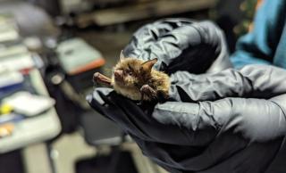 Bat research