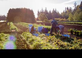 UBC Farm