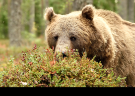 grizzly research