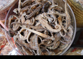 seahorses