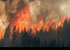 wildfire
